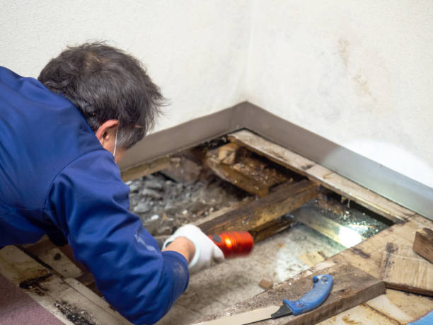 Insurance-Related Mold Remediation