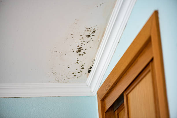 Best Residential Mold Remediation in Union Gap, WA