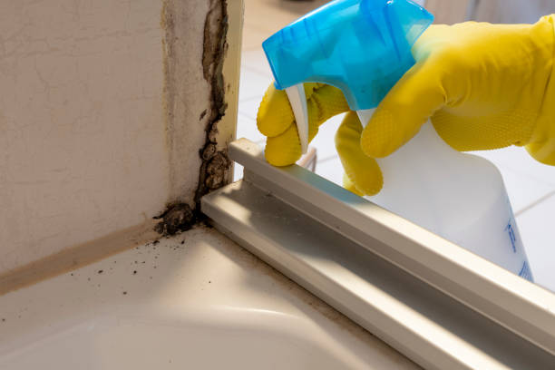 Best Commercial Mold Remediation in Union Gap, WA