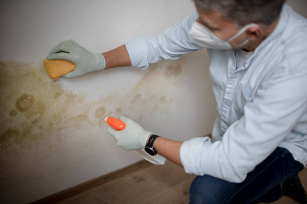 Best Emergency Mold Remediation in Union Gap, WA