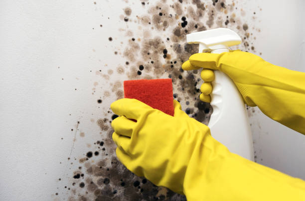 Best Commercial Mold Remediation in Union Gap, WA