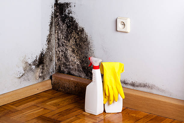 Best Black Mold Remediation in Union Gap, WA